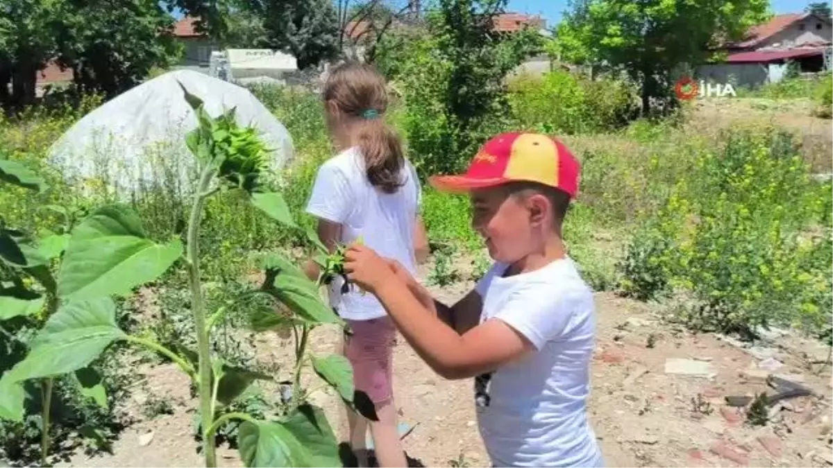 Doğanşehir depreminde evleri yıkılan çift, enkazda yeşeren ayçiçekleri ile nefes almaya çalışıyor