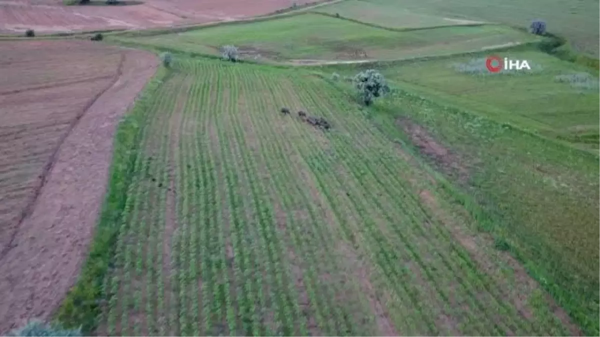Yozgat'ta Yaban Domuzu Sürüsü Görüntülendi