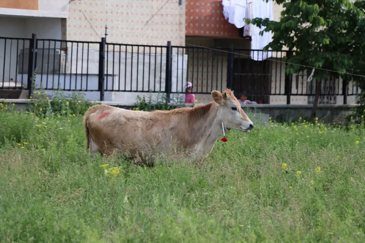 Erzurum\'da kaçan kurbanlık uyuşturucu iğneyle yakalandı