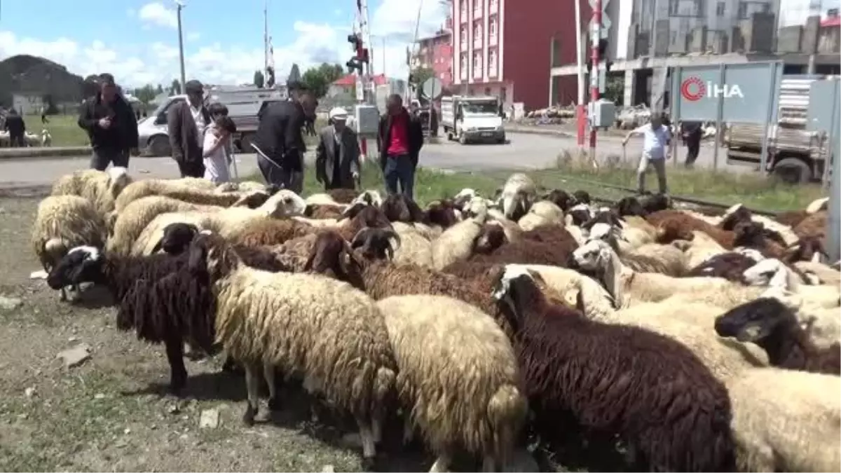 Kars\'ta Kurbanlık Çok, Alan Yok