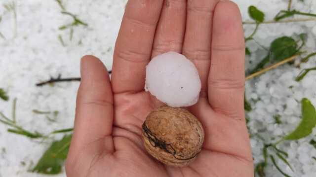 Kastamonu'ya ceviz büyüklüğünde dolu yağdı, ağaçlar zarar gördü