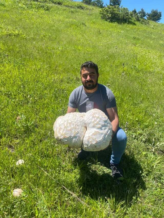 Kaya sandıkları cisim dev mantar çıktı! Neredeyse 13 kilogram