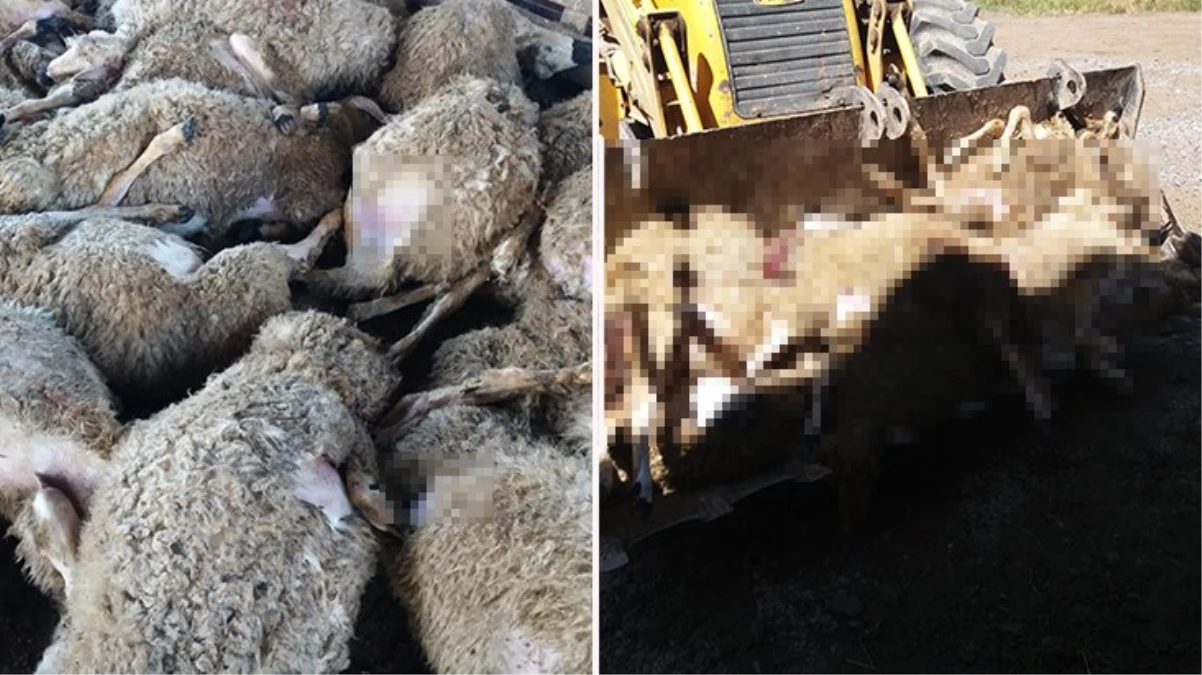 Kurban Bayram\'ı öncesi besiciye büyük şok: Ağıla giren kurt, 59 koyunu telef etti