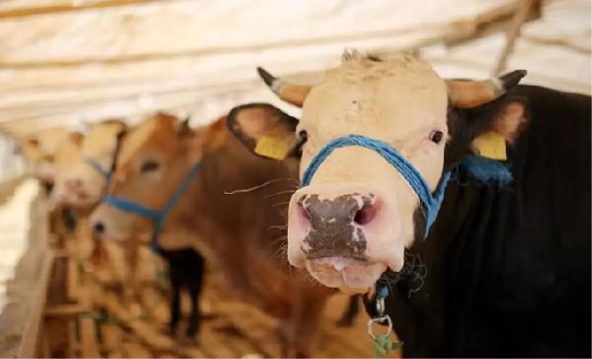 İstanbul Rumeli Üniversitesi Sağlık Bilimleri Fakültesi Dekanı'ndan Kurban Bayramı uyarısı