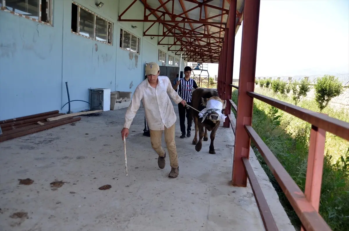 Muş\'ta binlerce kurbanlık hayvan batı illerine gönderildi