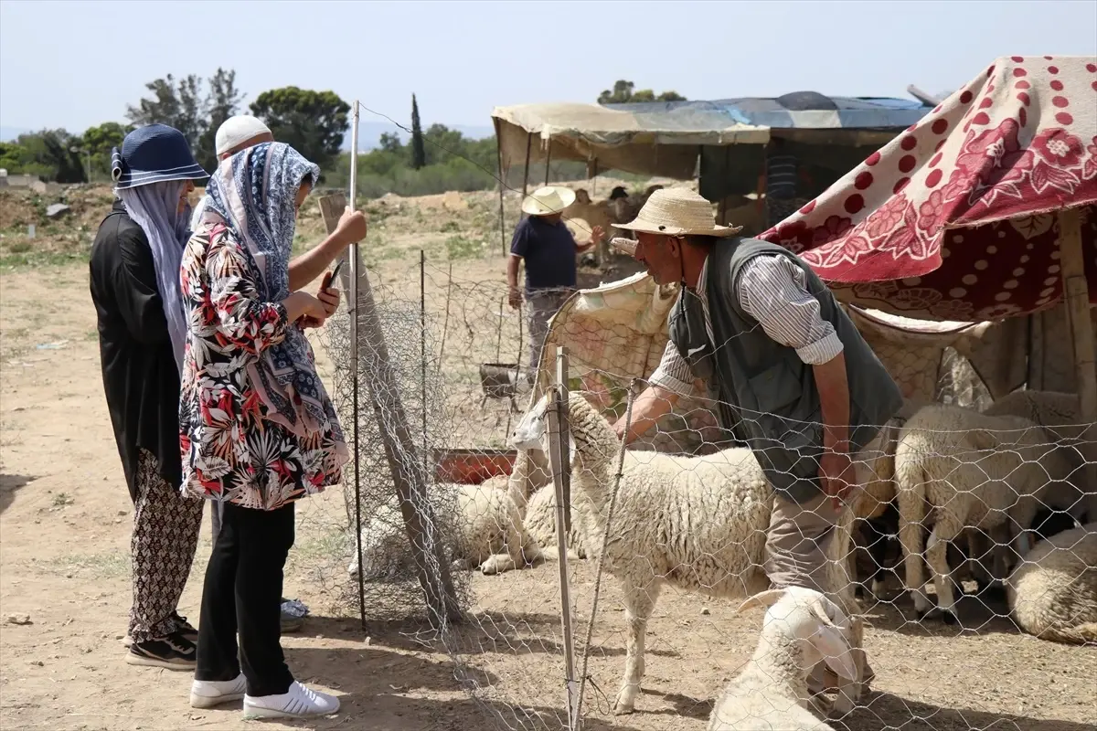 Tunus\'ta yüksek fiyatlar nedeniyle kurban pazarları durgun