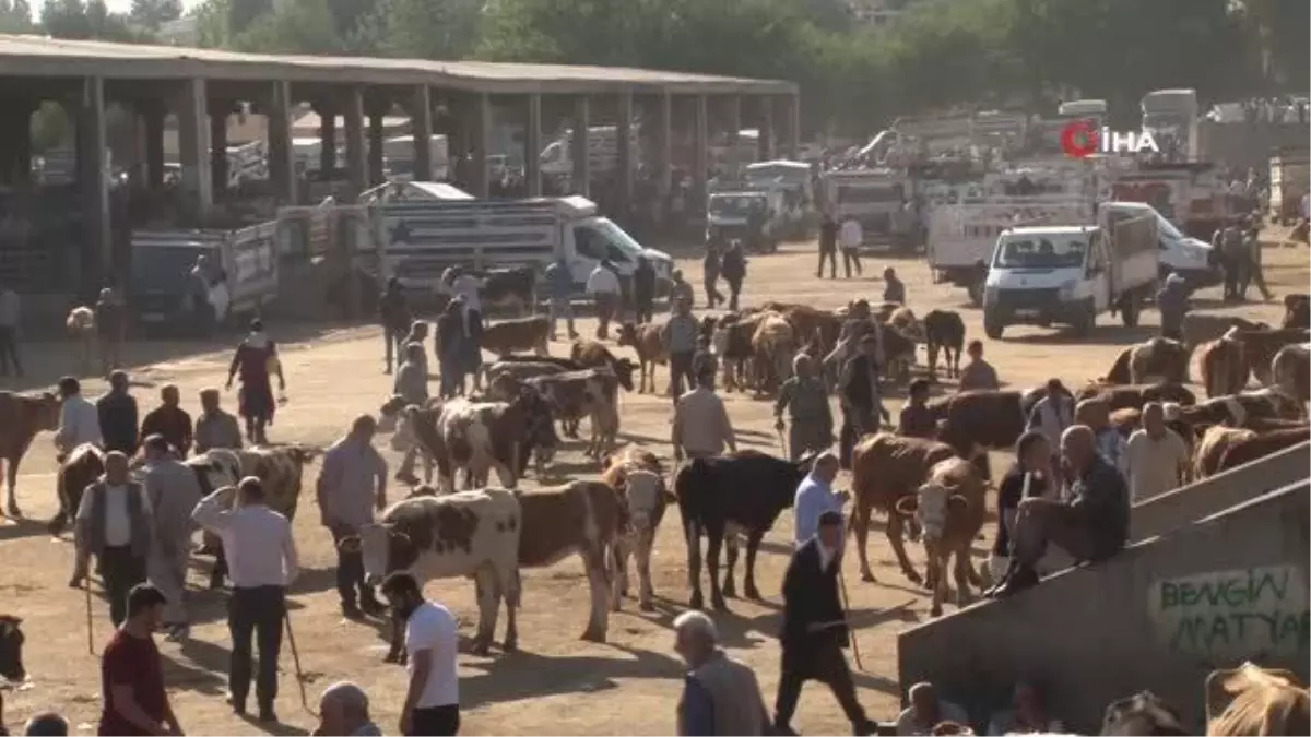 Diyarbakır\'da 1 ton ağırlığındaki tosun 120 bin liradan satışa çıktı