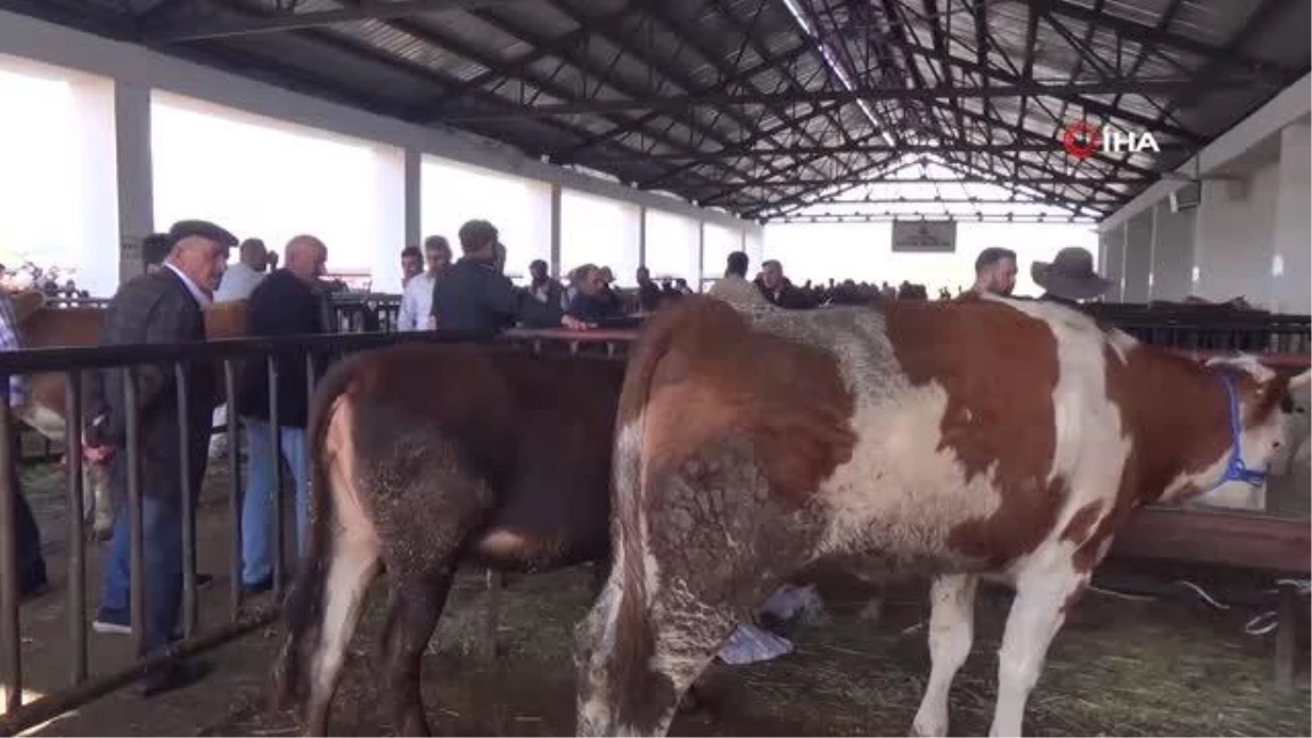 Bayburt\'ta Kurbanlık Satışlarında Anlaşmazlık Yaşandı