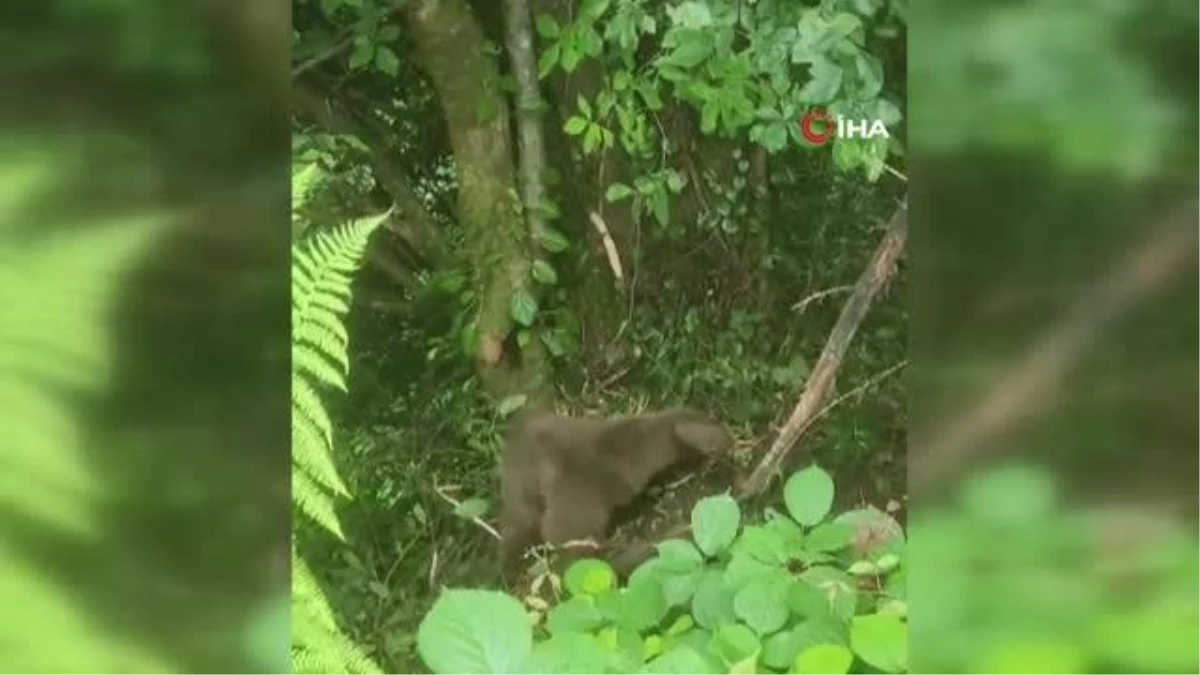 Arı kovanlarına ulaşmak isteyen ayı çelik tellere dolandı