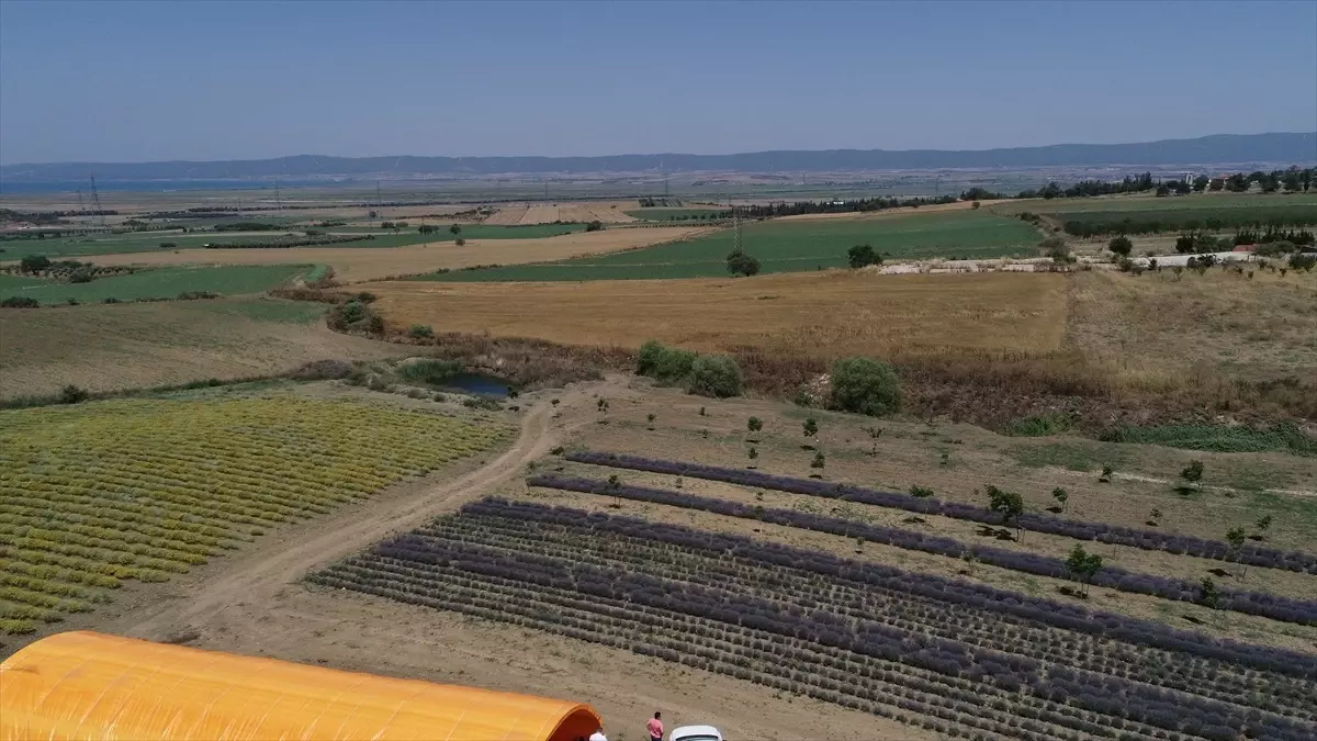 Banka yöneticisi lavanta üreticisi oldu, 14 ülkeye ihracat yapıyor