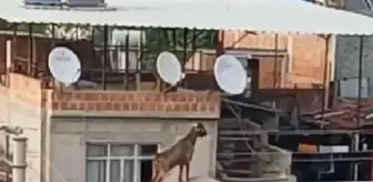 Adana'da kaçan kurbanlık keçi çatıdan çatıya atladı, vatandaşlar uzun uğraşlar sonucu yakaladı