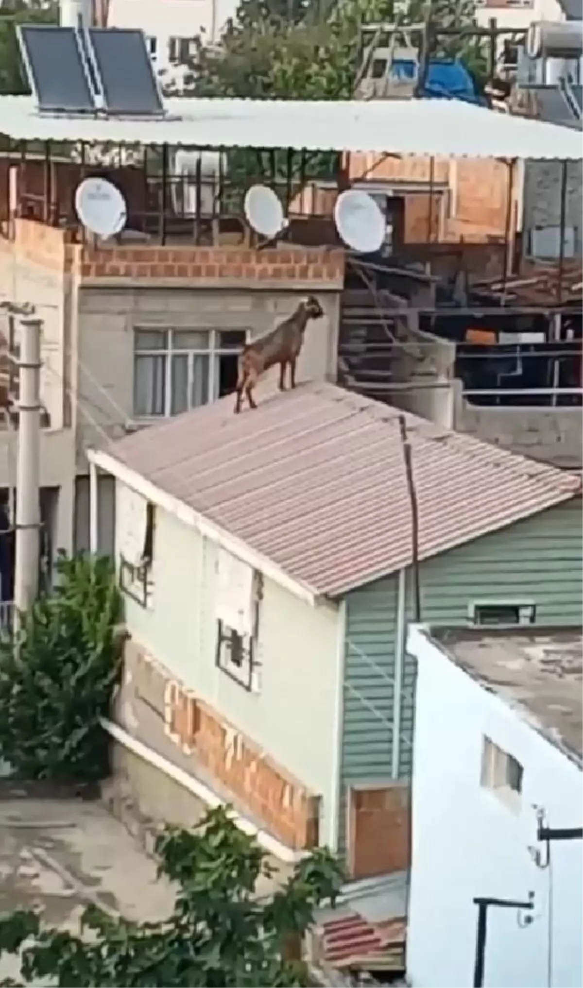 Adana'da kaçan kurbanlık keçi çatıdan çatıya atladı, vatandaşlar uzun uğraşlar sonucu yakaladı