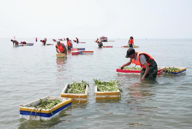 Çin'de Deniz Ekolojisini İyileştirmek İçin Deniz Çayırı Ekiliyor Çin'de Deniz Ekolojisini İyileştirmek İçin Deniz Çayırı Ekiliyor