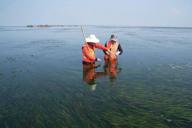 Çin'de Deniz Ekolojisini İyileştirmek İçin Deniz Çayırı Ekiliyor Çin'de Deniz Ekolojisini İyileştirmek İçin Deniz Çayırı Ekiliyor