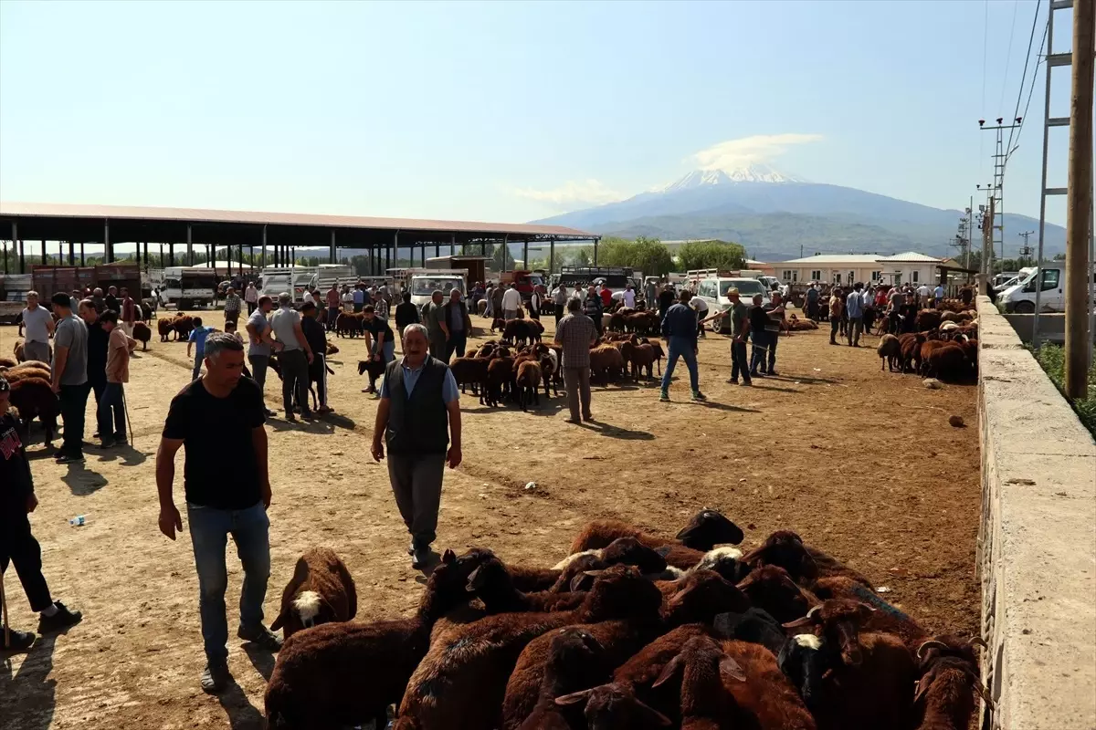 Doğu Anadolu\'da Kurbanlık Pazarlarında Arife Yoğunluğu