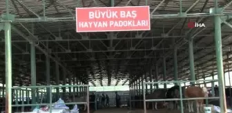 Eskişehir'deki kurban satıcıları zorluklarla karşı karşıya