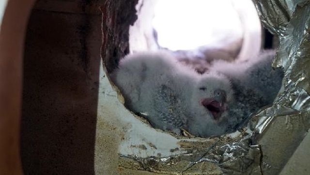 Tadilat sırasında mutfak havalandırmasında kuş yuvası buldular, asıl şoku türünü öğrenince yaşadılar Tadilat sırasında mutfak havalandırmasında kuş yuvası buldular, asıl şoku türünü öğrenince yaşadılar