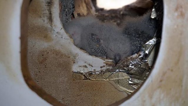 Tadilat sırasında mutfak havalandırmasında kuş yuvası buldular, asıl şoku türünü öğrenince yaşadılar Tadilat sırasında mutfak havalandırmasında kuş yuvası buldular, asıl şoku türünü öğrenince yaşadılar
