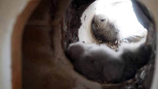 Tadilat sırasında mutfak havalandırmasında kuş yuvası buldular, asıl şoku türünü öğrenince yaşadılar Tadilat sırasında mutfak havalandırmasında kuş yuvası buldular, asıl şoku türünü öğrenince yaşadılar