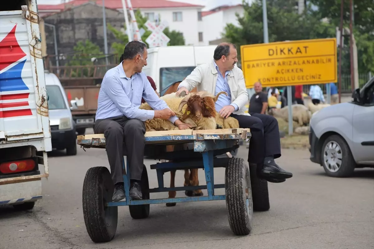 Kars\'ta Kurbanlık Satışları At Arabalarıyla Taşınıyor