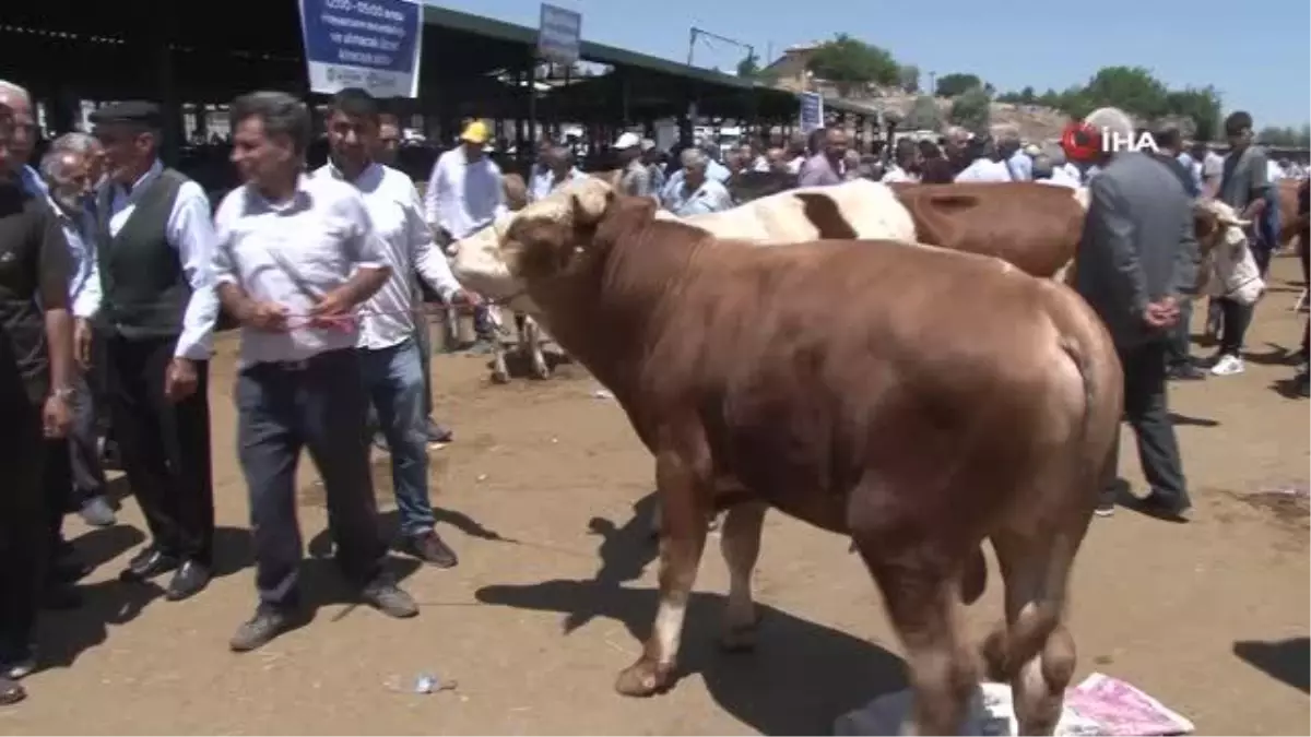 Malatya\'da Arefe Günü Canlı Hayvan Pazarı\'nda Yoğunluk