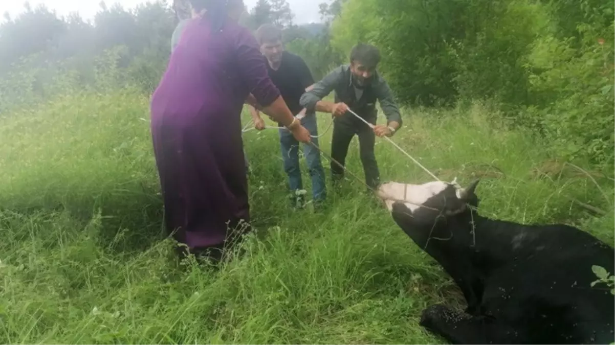 Firari dana dehşet saçtı! Sahibinden kaçarak 4 kişiyi yaralayan kurbanlık, 6 saatte yakalandı