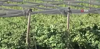 Siirt'ten 34 ülkeye böğürtlen ihracatı