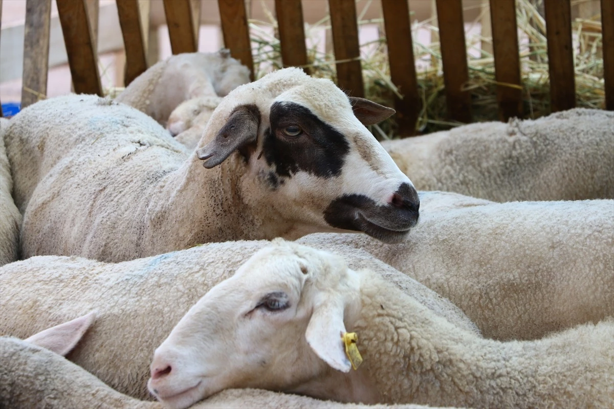 Trakya\'da Kurban Bayramı arifesi hayvan pazarlarında yoğunluk yaşanıyor
