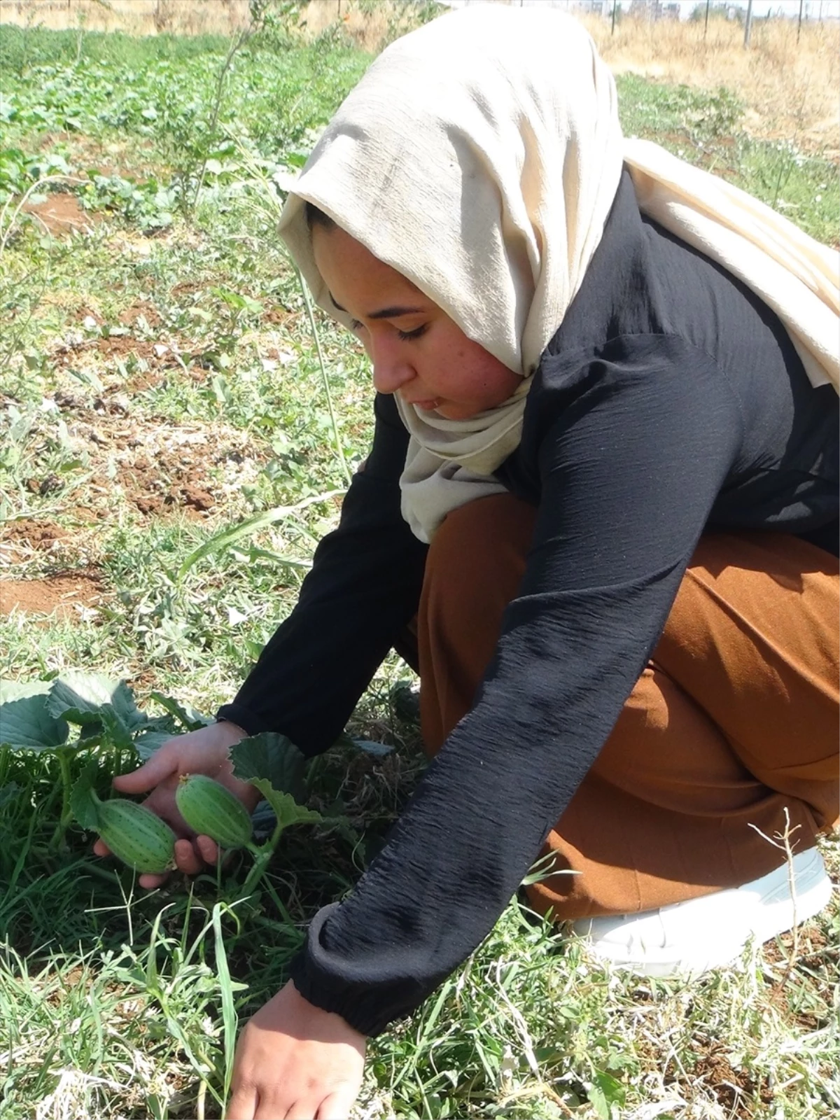 Şanlıurfa\'da tescilli şelengo meyvesi ekimi için lise öğrencileri çalışıyor