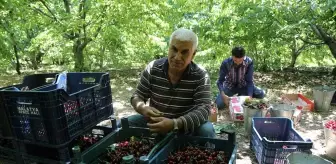 Depremzedelerin Kiraz Hasadı Başladı
