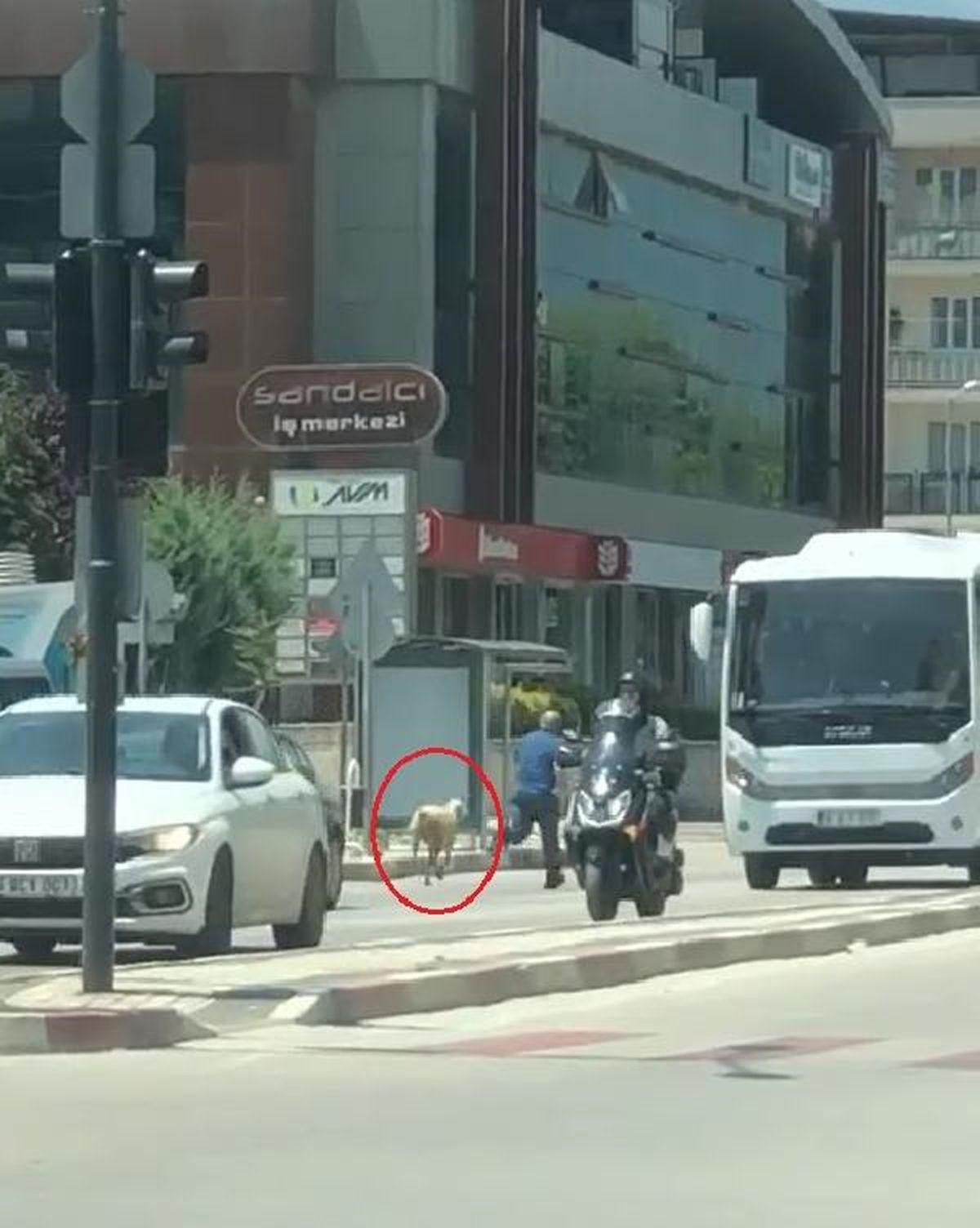 Kurbanlık Otobüs Durağında Yakalandı