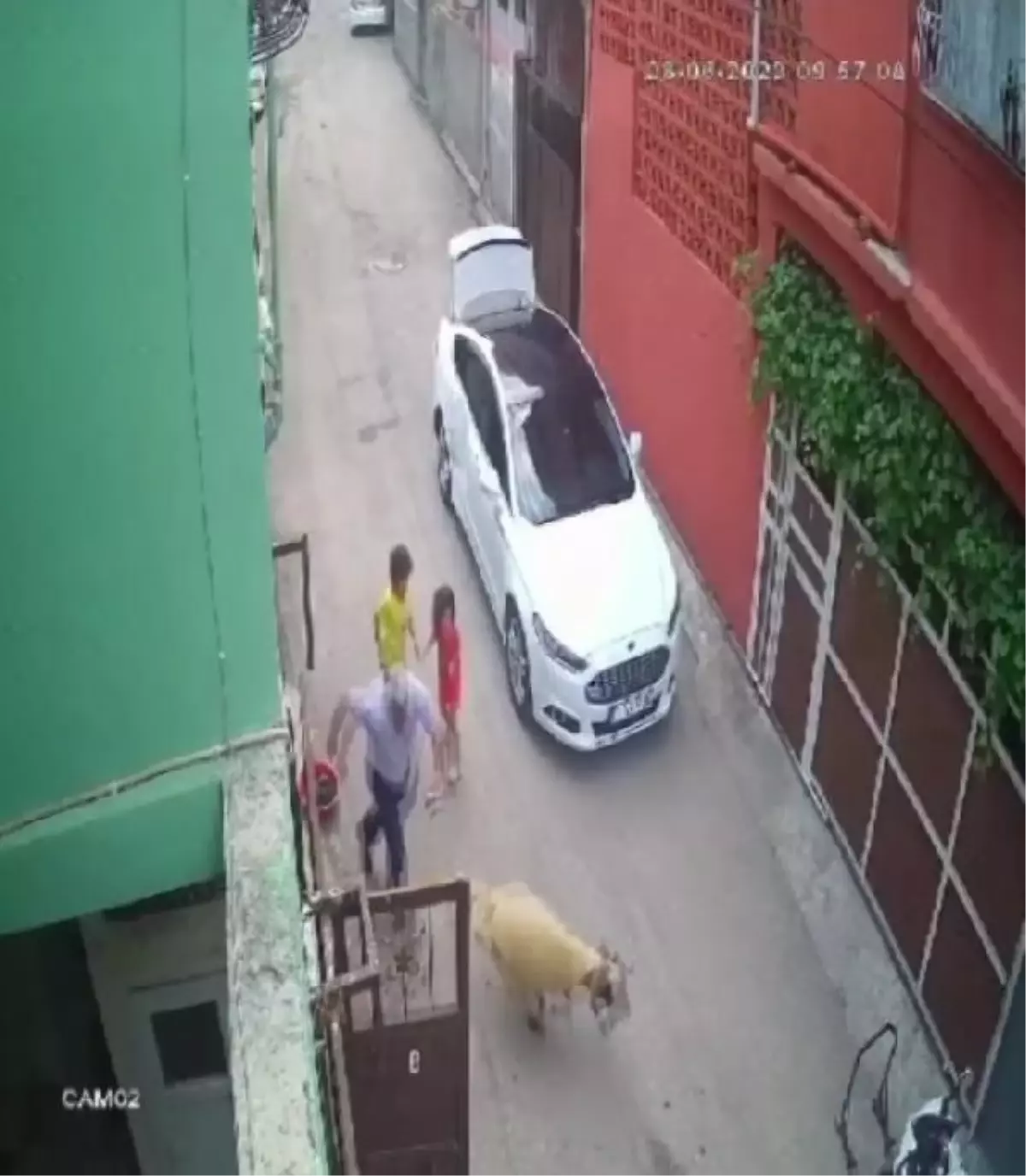 Kurbanlık koyun kaçtı