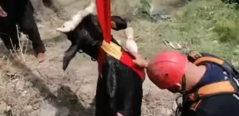 Sahibinden kaçan boğa kuyuya düştü