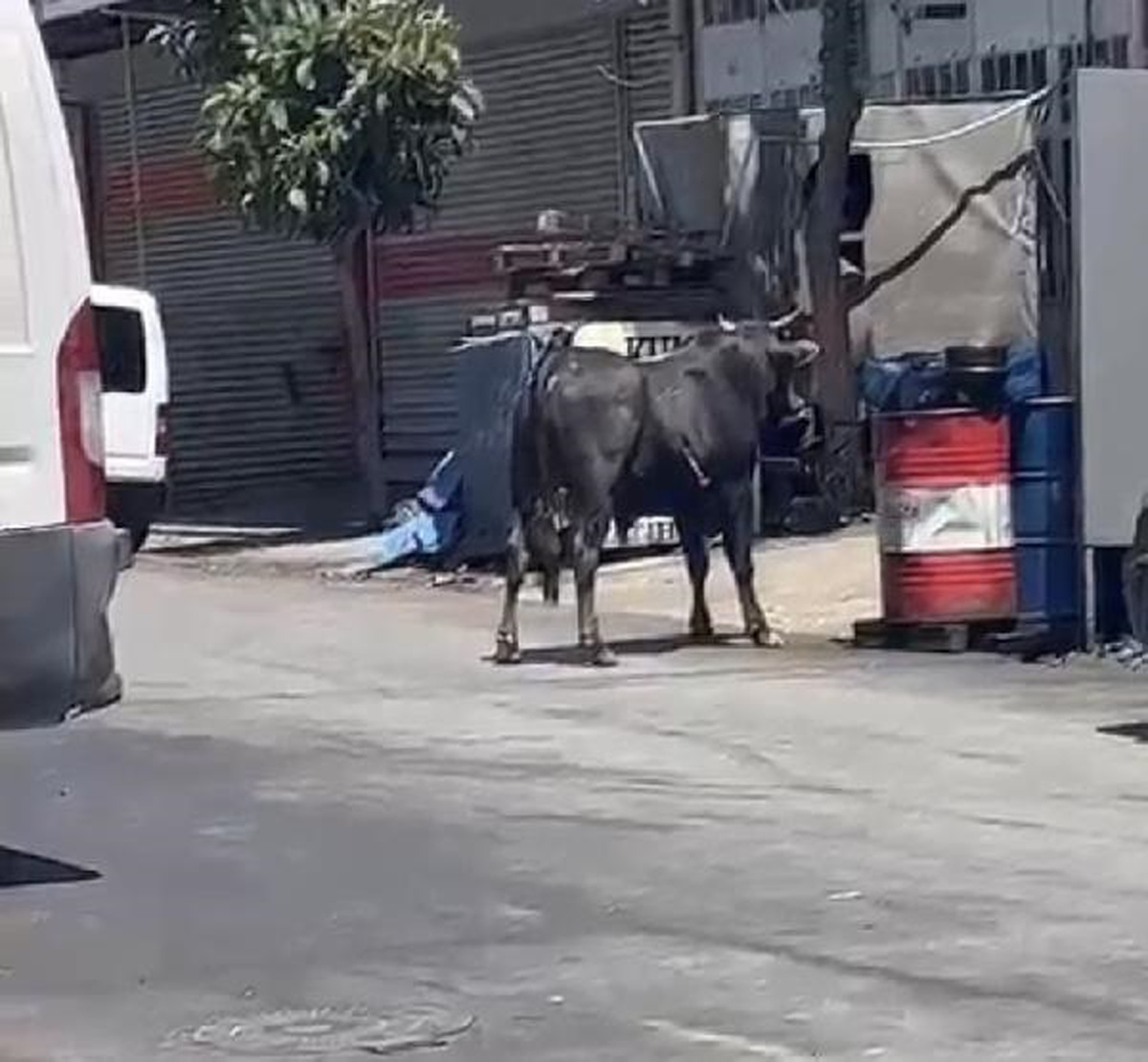 Başakşehir ve Sultangazi\'de Kaçan Kurbanlıklar Yakalandı