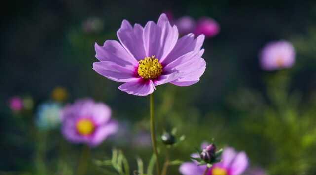 Bayram mesajları kısa anlamlı, en güzel bayram mesajları neler 2023? Dualı, ayetli, resimli Kurban Bayramı mesajları, sözleri!