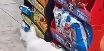 Sokak Kedisinin Takılan Metal Çivi Yerinden Oynayarak Dışarıya Çıktı