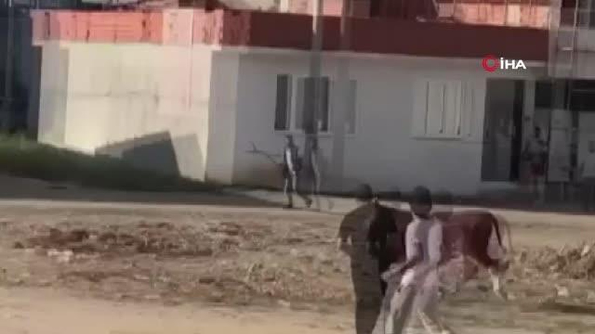 Boğa firarda...Kaçan kurbanlık boğa ortalığı birbirine kattı