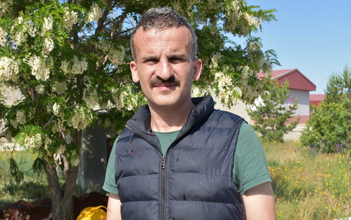 Erzurum\'da Hırçın Kurbanlık İçin Belediye Devreye Girdi