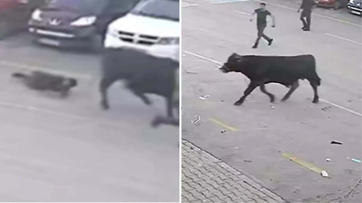 Erzurum'da Pazara Kaçan Boğa Otomobil Tamirhanesinde Yakalandı