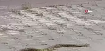 Hastane morgu önünde yılan paniği