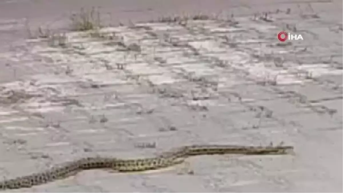 Hastane morgu önünde yılan paniği