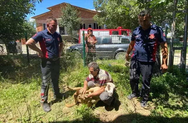 Tokat'ta Sıkışan Kurbanlık Koyun İtfaiye Tarafından Kurtarıldı