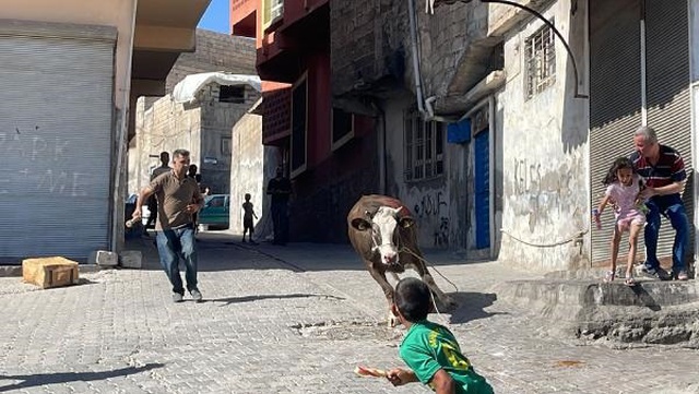Kaçan kurbanlık boğa 2 saatlik kovalamacanın ardından yakalandı