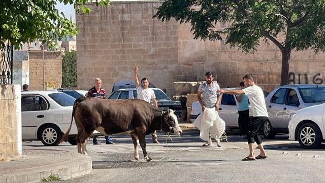 Kaçan kurbanlık boğa 2 saatlik kovalamacanın ardından yakalandı