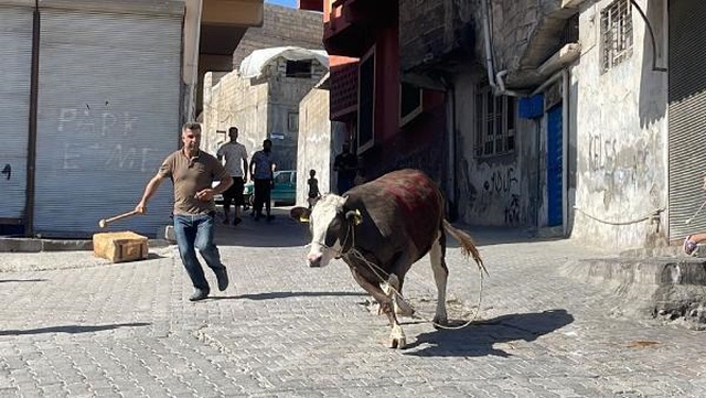 Kaçan kurbanlık boğa 2 saatlik kovalamacanın ardından yakalandı