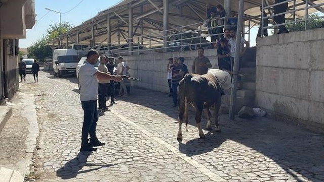 Kaçan kurbanlık boğa 2 saatlik kovalamacanın ardından yakalandı