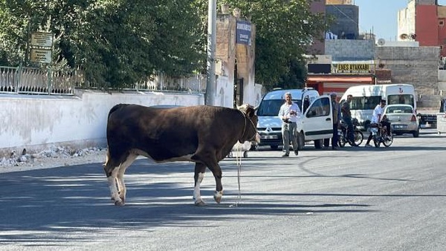 Kaçan kurbanlık boğa 2 saatlik kovalamacanın ardından yakalandı