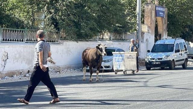 Kaçan kurbanlık boğa 2 saatlik kovalamacanın ardından yakalandı