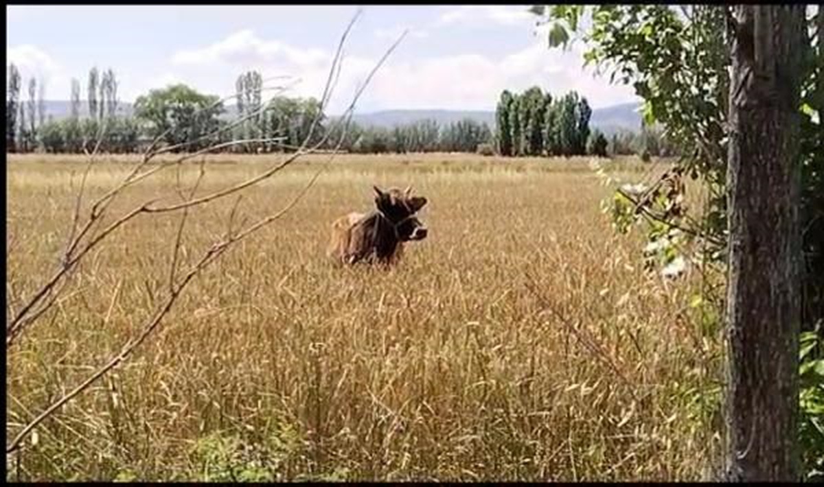 Çorum\'da kaçan kurbanlık inek uyuşturucu iğneyle yakalandı