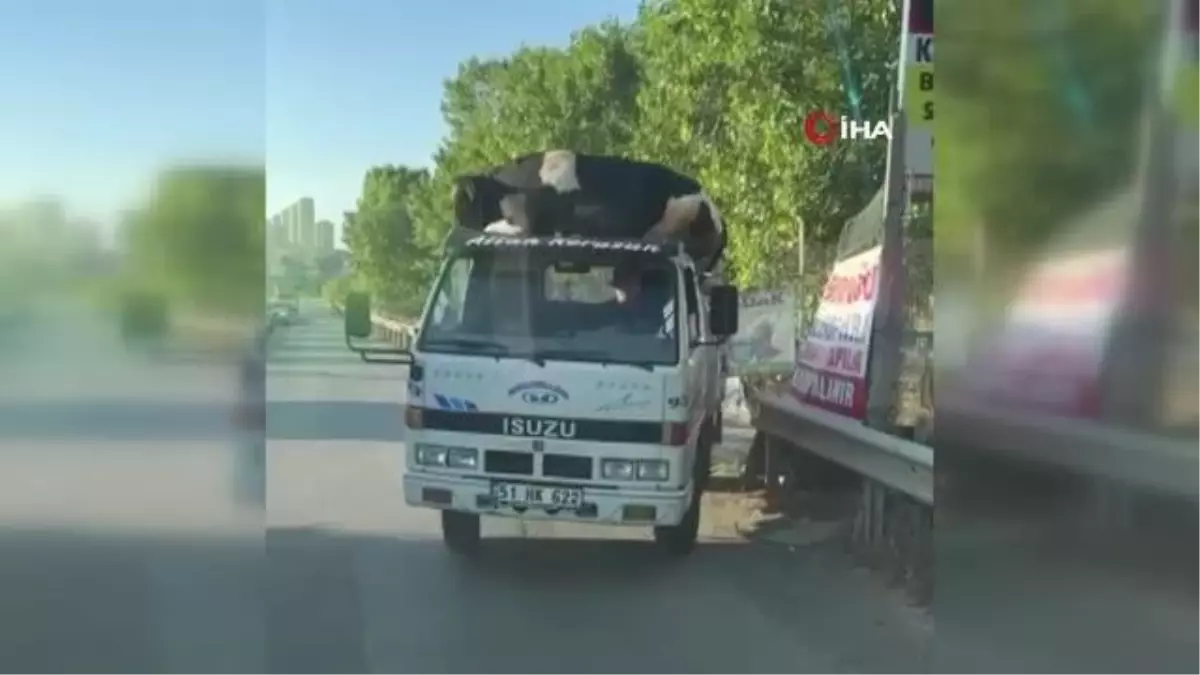 Kamyonet Üstünde Taşınan Boğa Araçtan Düştü